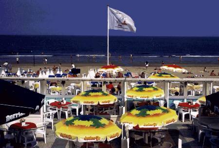 �X�P�x�j���Q���C������